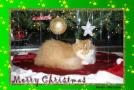 Merry Christmas From Rocky
