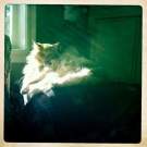 Cat in sun