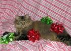 Mischa