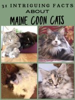 collage of Maine Coons
