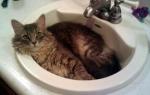 Cats In Sinks