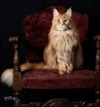 stunning red maine coon cat posing on chair