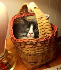 cute gray and white kitten hiding in a basket