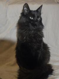 Black Beauty silky fluffy black cat.