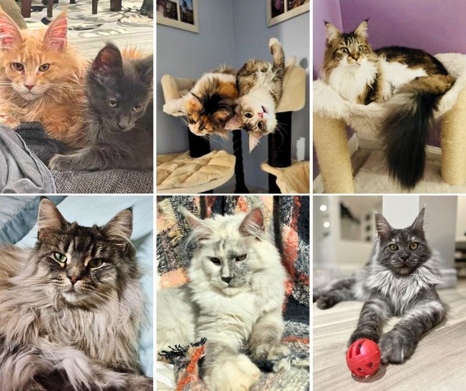 2022 Album six maine coons from our 2022 albums.