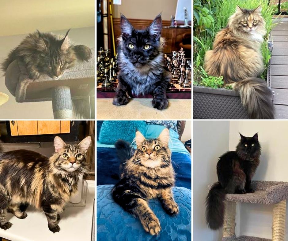 2023 Coonies collage of six maine coons from our 2023 albums.