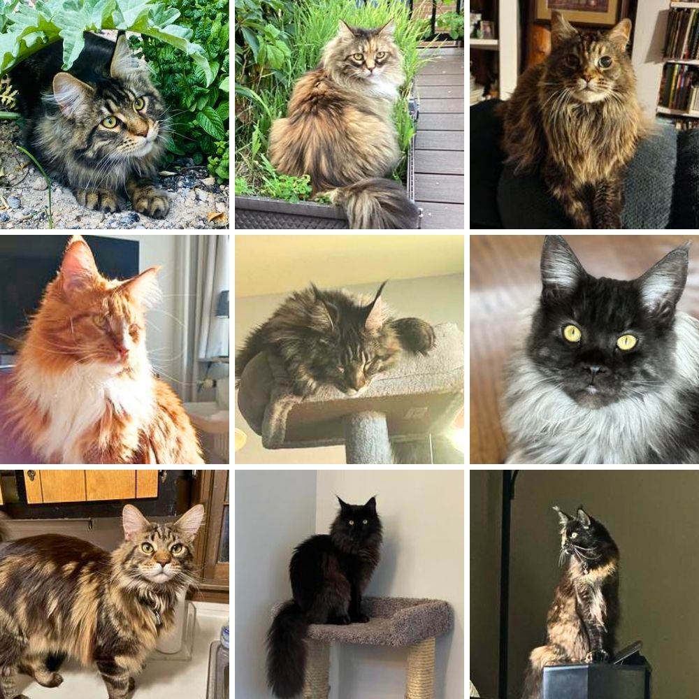 collage of coonies from our 2023 album.