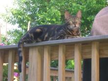 tabby cat outside on railing