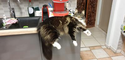 brown tabby with white maine coon on kitchen counter.