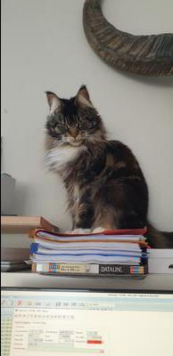 maine coon cat sitting on a stack of books.