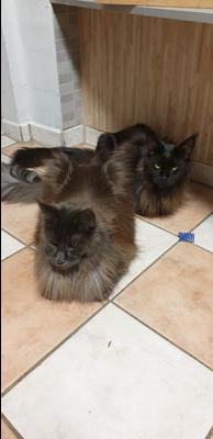 two dark smoke maine coon cats.