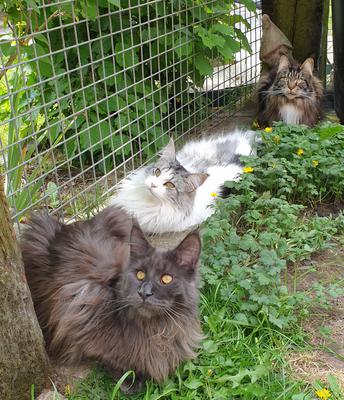 three maine coons in a row along a garden fence.