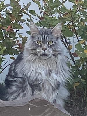 silver maine coon cat outdoors.