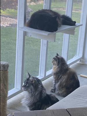 maine coon cats on catio looking outdoors.