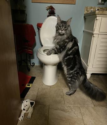 purebred maine coon cat standing by toilet.