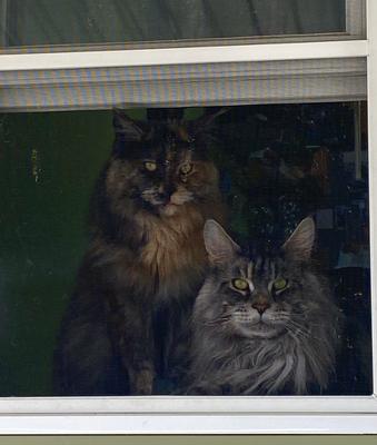 two maine coon cats looking out window.