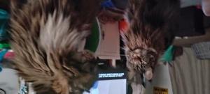 Sisters two brown tabby coonies facing each other.