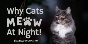 gray and white maine coon on a nighttime background and the question why do cats meow at night.