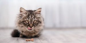 small kitten with a few pieces of kibble.