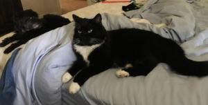 Felix
