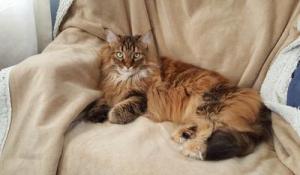 female brown patch tabby maine coon cat.
