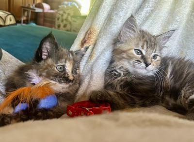 two tiny adorable fluffy kittens.