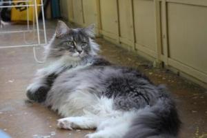 purebred gray and white maine coon laying on the floor.