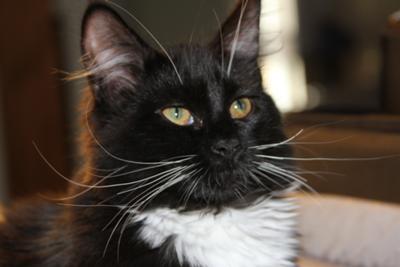 beautiful black and white tuxedo maine coon female.