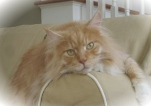 sweet faced red silver maine coon cat.
