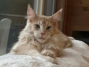 handsome cream maine coon cat closeup.