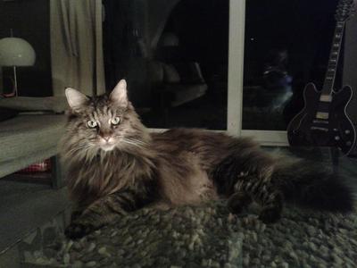 Duchess
