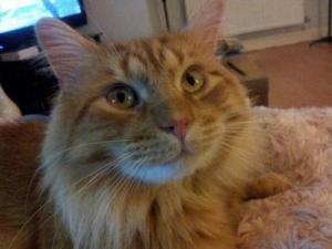 facial closeup of bright ginger maine coon cat.