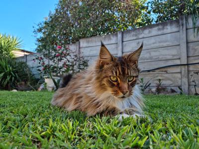handsome purebred brown and white maine coon laying on grass lawn.