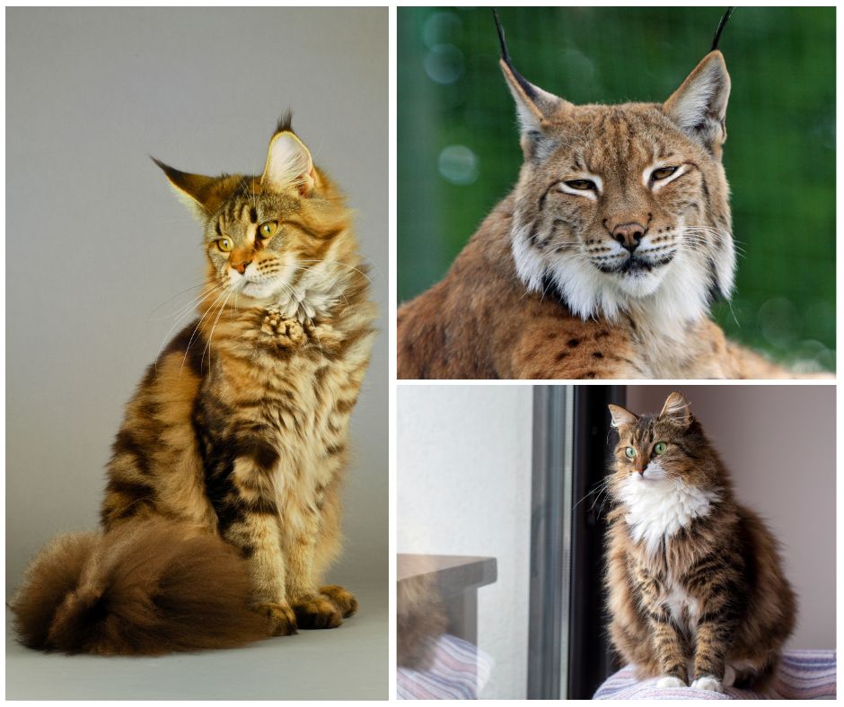 collage of a maine coon and bobcat and norwegian forest cat.