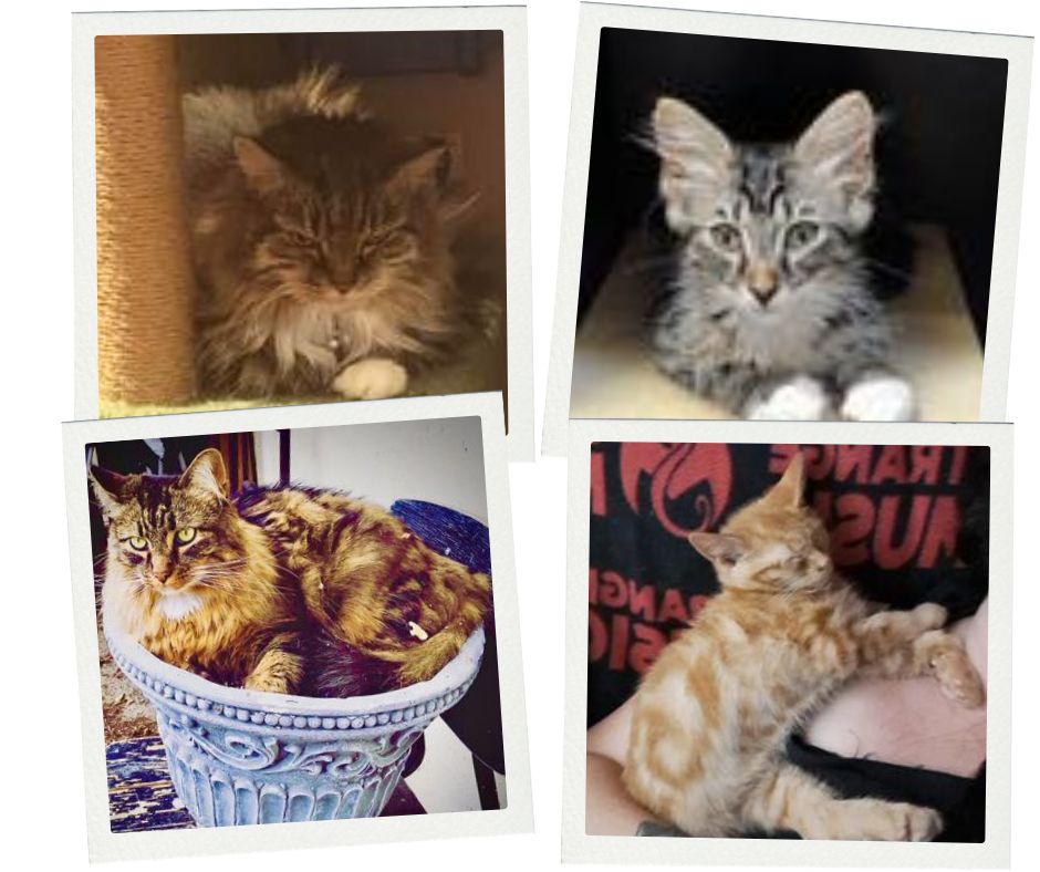 four photos of mix kitties.