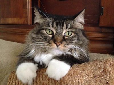 Rufus