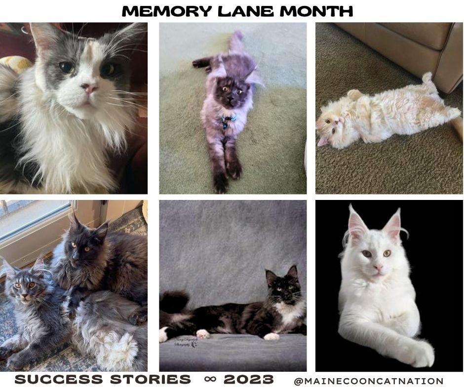 collage of maine coon cats from 2023.
