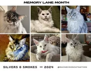 collage of silver and smoke maine coon cats from 2024.