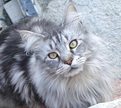 Venice Cat