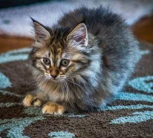 purebred tabby maine coon kitten molly.