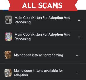 list of fake facebook groups and kitten scammers
