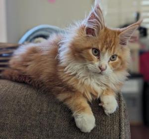small fluffy red and white maine coon kitten.