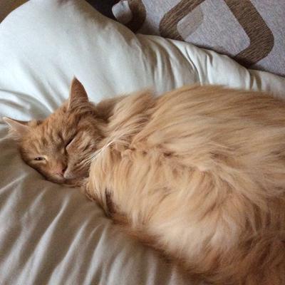Loki