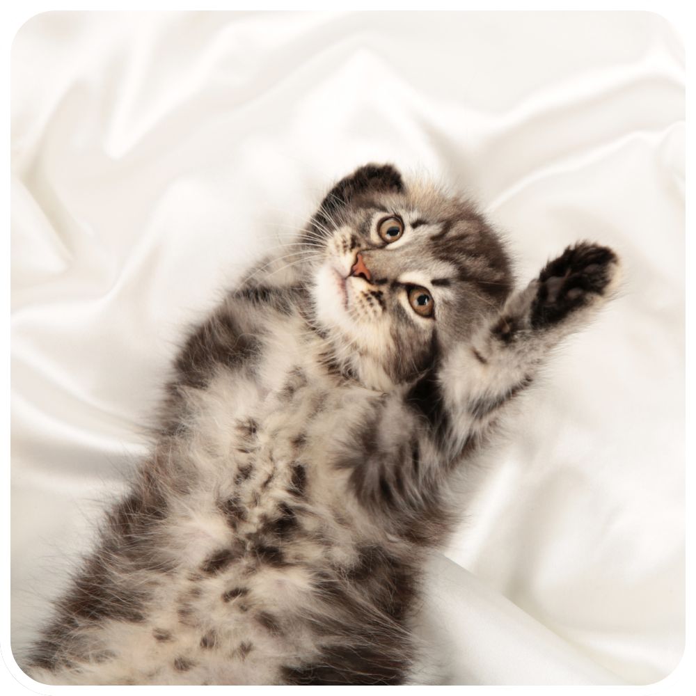 small fluffy kitten laying belly up