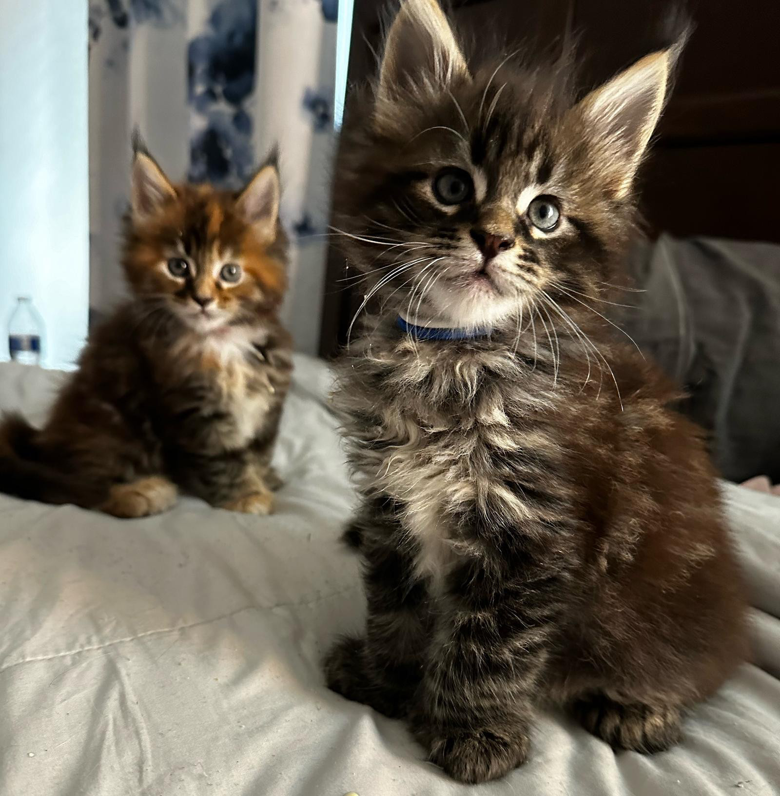 two young fluffy purebred maine coon kittens posing on a bed