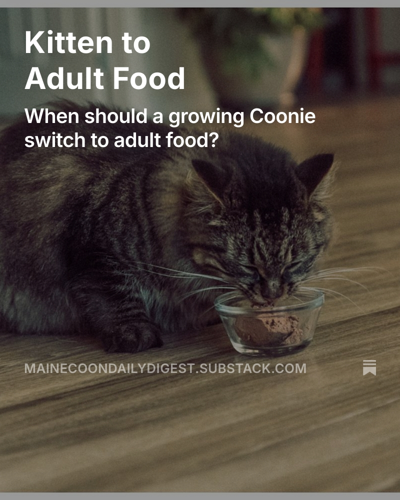 visit our substack on maine coon kitten feeding.