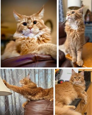 collage of handsome orange maine coon cat.