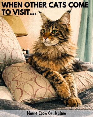 maine coon cat resting on pillows and looking alert.