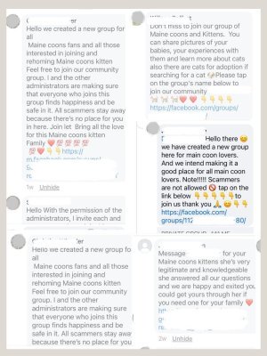 examples of maine coon kitten scammers social facebook comments.