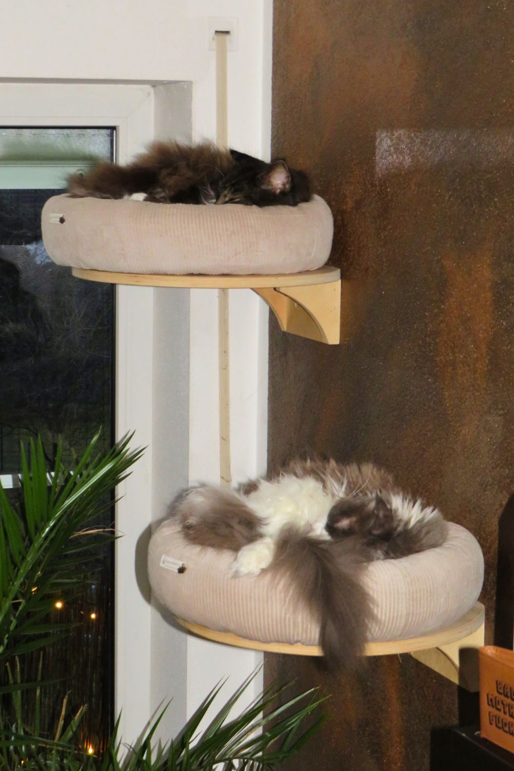 Nap Time two maine coons curled up in raised cat beds.